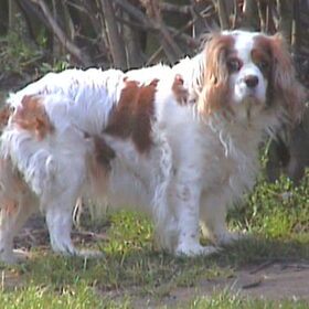 mandy onze eerste cavalier,helaas is ze er niet meer maar het…