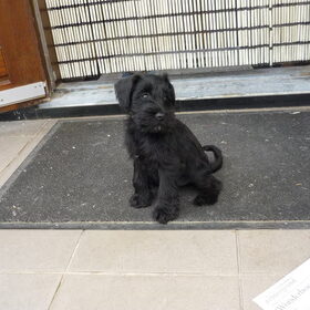 Onze nieuwe dwergschnauzer Kibor