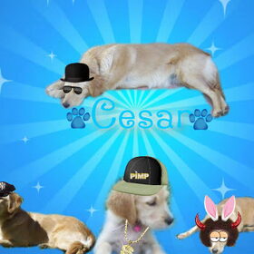Cesar parodie