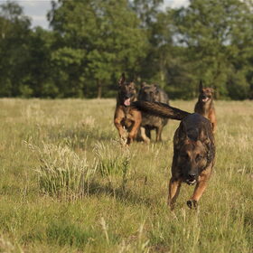 Hondenfoto van De Mecheltjes clan