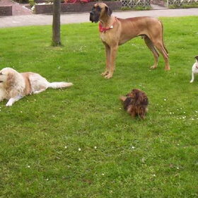 Hondenfoto van Chocomelk van Jessy & Storm en ***Blondie & Tara***