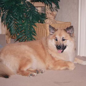Hondenfoto van Grande Hulshorst