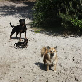 spelen met Diesel