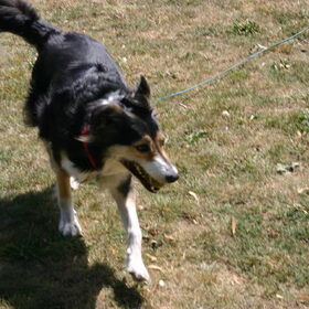 Rennen