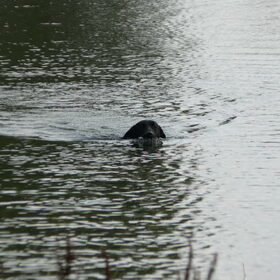 Hondenfoto van Eef en Tjibbe