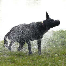 Hondenfoto van Eef en Tjibbe