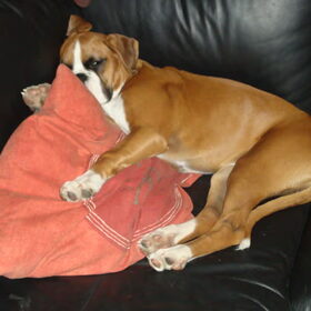 Hondenfoto van Ronnie & ««Jara»»