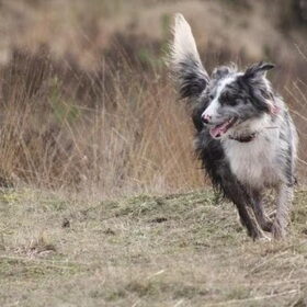 Hondenfoto van Pamela en Dazzle en Gentle