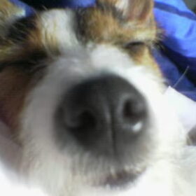 lieve lizzy