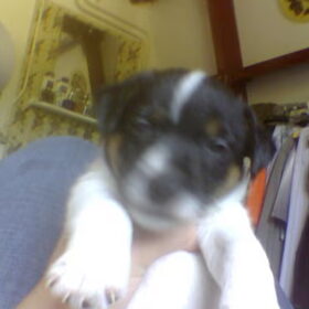 BABY AXXOE 15DAGEN.