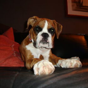 Hondenfoto van Ronnie & ««Jara»»