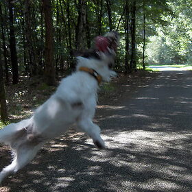 THE FLYING DUTCH DOG