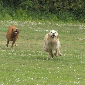RACEN !!!
