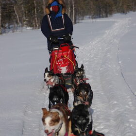 op de slee in Zweden, trainen!