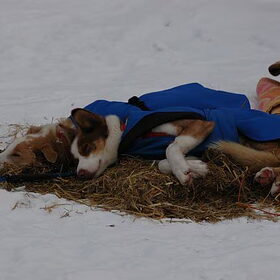 Finnmarkslopet 2011