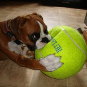 thats a huge tennisball :)