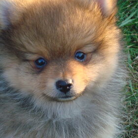 Schattig koppie, toch?