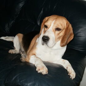 Daisy voelt zich al helemaal thuis
