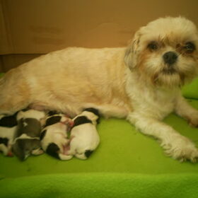 Dit is mijn hondje met haar 4 lieve pups. Ze is super trots op…