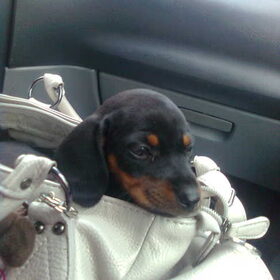 max als pupy