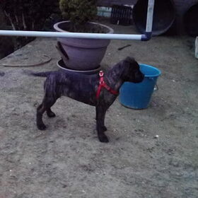 luna als pupy 3maand oud