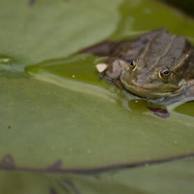 Hondenfoto van De Mecheltjes clan