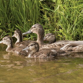 Hondenfoto van De Mecheltjes clan