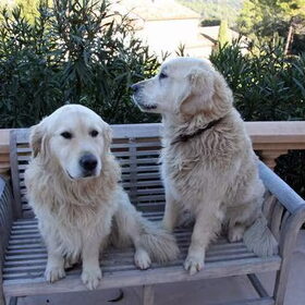 Sam en Teddy die samen moesten herplaatst wegens verhuis baasje…