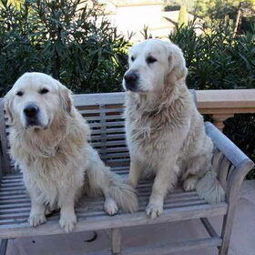 Sam en Teddy die samen moesten herplaatst wegens verhuis baasje…