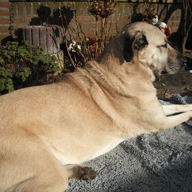 Lekker in het zonnetje liggen