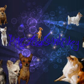 Ziva,Kiki en Whiskey colage