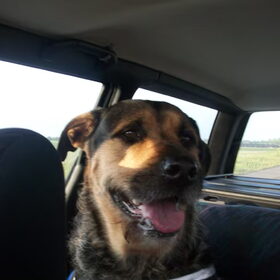 Hondenfoto van Claudia & Tank