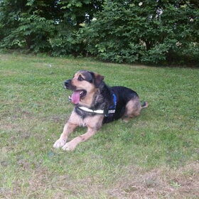 Hondenfoto van Claudia & Tank