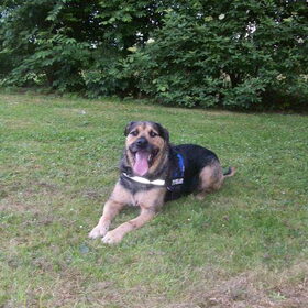Hondenfoto van Claudia & Tank