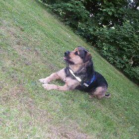 Hondenfoto van Claudia & Tank