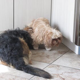 Hondenfoto van liesbeth,Turbo,Luna, Levi en Faith