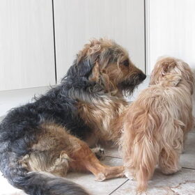Hondenfoto van liesbeth,Turbo,Luna, Levi en Faith