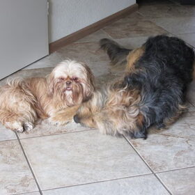 Hondenfoto van liesbeth,Turbo,Luna, Levi en Faith