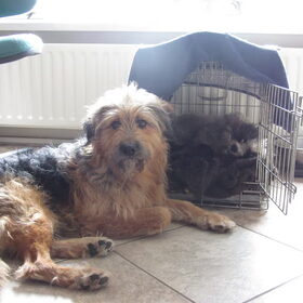 Hondenfoto van liesbeth,Turbo,Luna, Levi en Faith