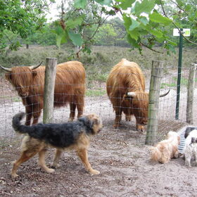 Hondenfoto van liesbeth,Turbo,Luna, Levi en Faith