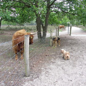 Hondenfoto van liesbeth,Turbo,Luna, Levi en Faith