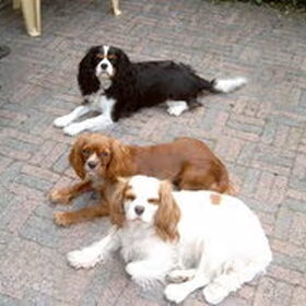 Mijn drie cavaliertjes Robin, Quinty en Dana.... Altijd gezellig…