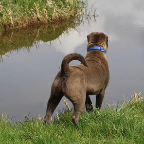 Éen uitje aan het water met onze SharPei dame "A FRIEND FOR LIFE…