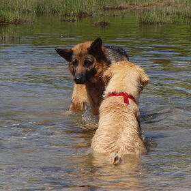 Kiki en een duitse herder