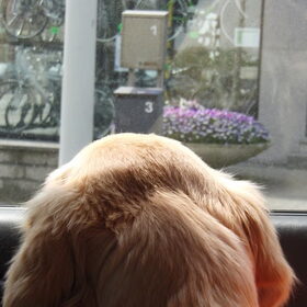 In de auto