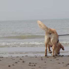 Wormendrolletjes!