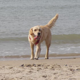 Hondenfoto van Janneke