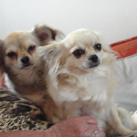 Babouche en Chico de chihuahua's van Bomma