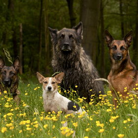 Hondenfoto van De Mecheltjes clan