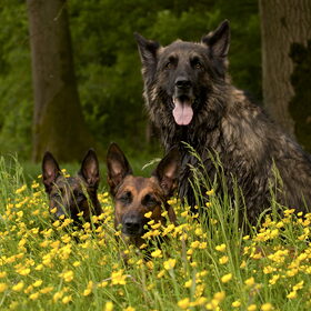 Hondenfoto van De Mecheltjes clan